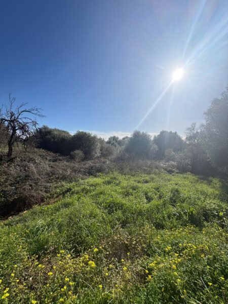 Solar urbano edificable en Sant Llorenç